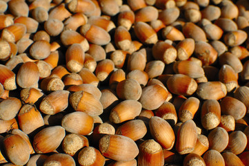 Noisettes