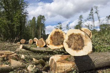 Travaux forestiers, abatage d'arbres. 