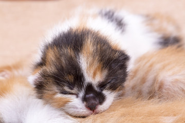 Cute kitten baby cat
