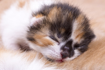 Fototapeta na wymiar Cute kitten baby cat