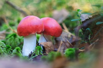 Amanita muscaria