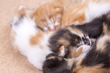 Cute kitten baby cat