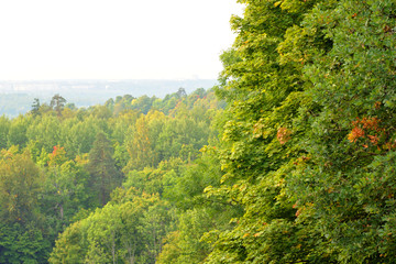 Fototapeta premium Deciduous forest at summer.