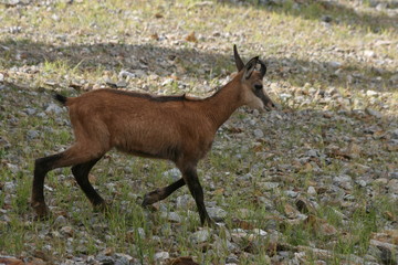 Chamois