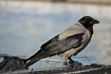 Nahaufnahme einer Nebelkrähe
