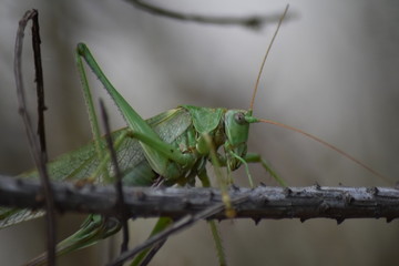 Grashüpfer Heuschrecke