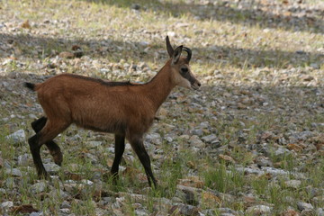 Chamois