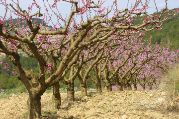 Fila de almendros