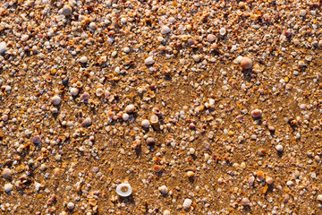 travel trip tourism leisure. seaside summer vacation destination. golden sand and sea shell beach.