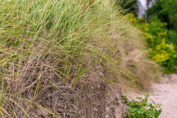 Beach Grass and Sand