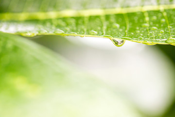 Beautiful green leaf with drops of water,Dew on a grass in spring