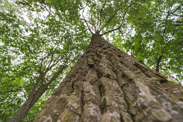 giant tree in forest