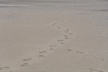 Footprints in Beach Sand