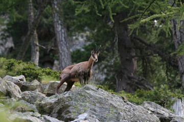 Chamois
