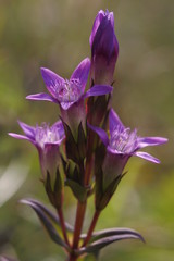 Deutscher Fransenenzian (gentianella germanica) 