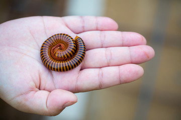 The millipede in hand.Macro of orange and brown millipede on hand of woman