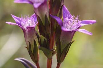 Deutscher Kranzenzian (gentianella germanica)