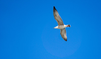 Soaring seagull in the sky
