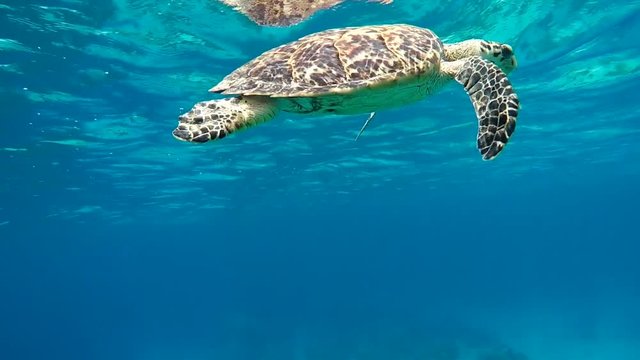 sea turtle swims to the surface to breath air with remora fish
