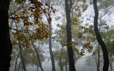 Misty Forest in the Fall
