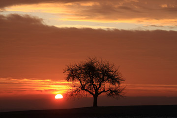 Obraz na płótnie Canvas Baum im Sonnenaufgang