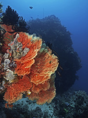 Fototapeta na wymiar Gorgonian Coral in the tropical reef