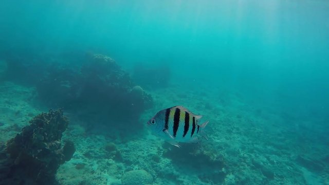 A bengal sergent Narrow-banded sergeant in marine aquarium. Abudefduf bengalensis is relatively widespread in the Indo-West Pacific.