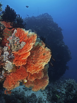 Gorgonian Coral in the tropical reef