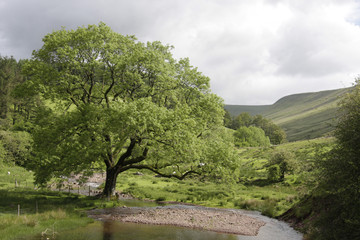 Baum in Wales