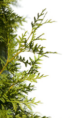 Isolated flowers on white background