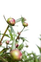 Isolated flowers on white background