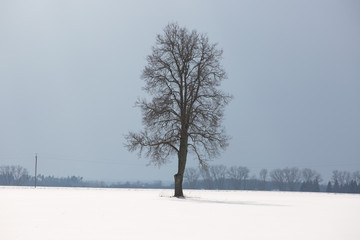 Tree's stand alone in a white snowy field under a blue grey sky in the winter