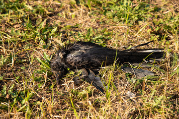 A dead rook Corvus frugilegus on the grass