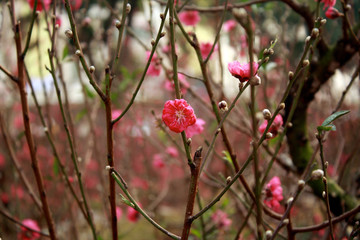 Cherry blossoms surrounding Hoan Kiem Lake in Hanoi, northern Vietnam