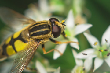 fly Diptera Syrphidae