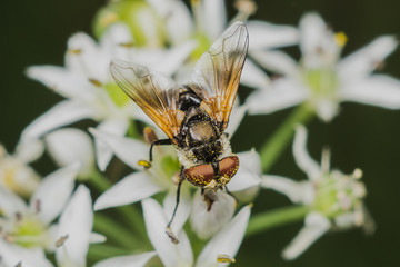 fly Diptera Syrphidae
