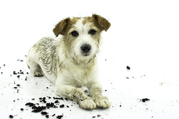 DIRTY JACK RUSSELL DOG LYING DOWN AFTER PLAY IN A MUD PUDDLE ISOLATED ON WHITE BACKGROUND. STUDIO SHOT. COPY SPACE.