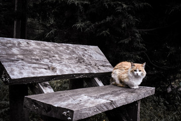 felino