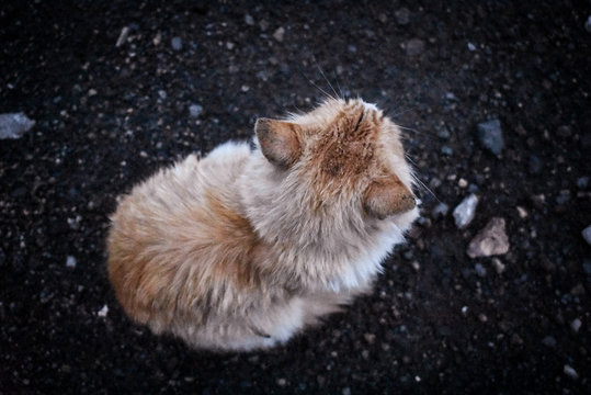 gato