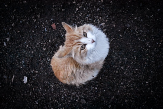 gato