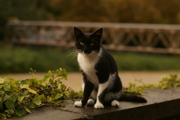 cat in garden