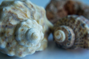 Black Sea whelk