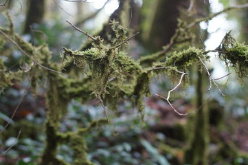 tree in forest