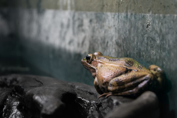 The frog watching time go by