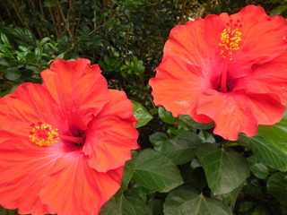 roter Hibiskus © SabsC