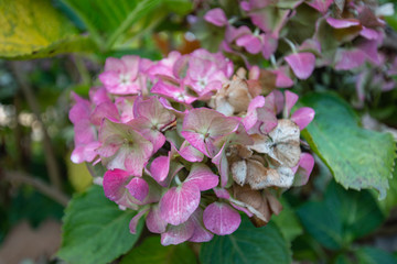 Withered hydrangea