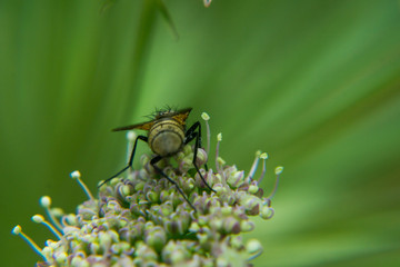 Fly close up