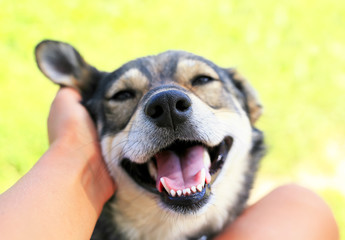 funny beautiful dog crouched his face with pleasure and gaped his mouth from the hands of a man scratching behind his ear