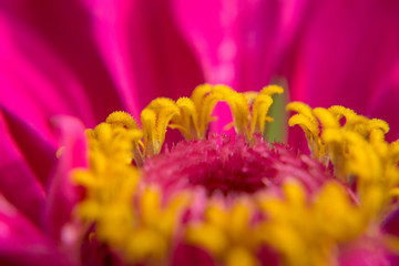 Beautiful flower close up