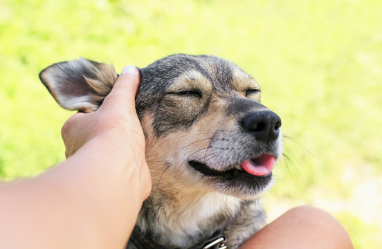 Funny Beautiful Dog Crouched His Face With Pleasure From The Hands Of A Man Scratching Behind His Ear